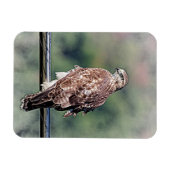 Immature Red Tail Hawk Magnet (Horizontal)
