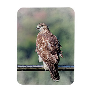 Immature Red Tail Hawk Magnet