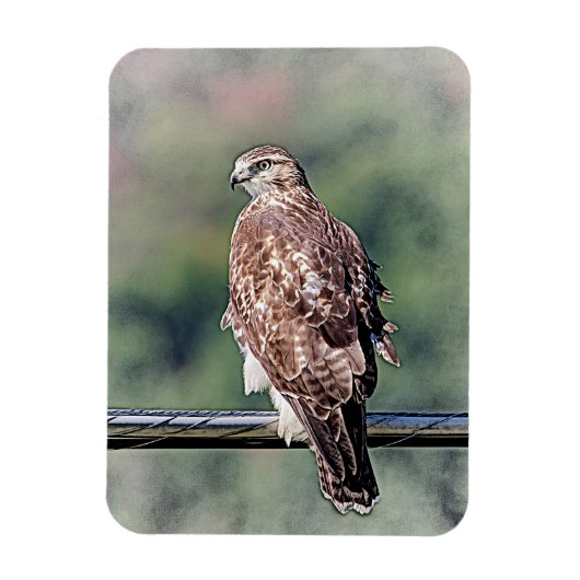 Immature Red Tail Hawk Magnet (Vertikal)