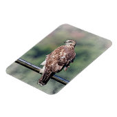 Immature Red Tail Hawk Magnet (Linke Seite)
