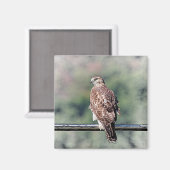 Immature Red Tail Hawk Magnet (Vorderseite/Rückseite)