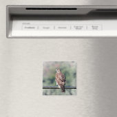 Immature Red Tail Hawk Magnet (In Situ (Geschirrspüler))