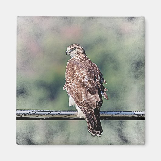 Immature Red Tail Hawk Magnet (Vorne)