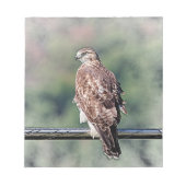 Immature Red Tail Hawk Notizblock (Vorderseite)