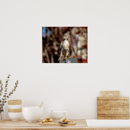 Immature Red Tail Hawk Poster (Küche)