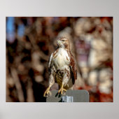 Immature Red Tail Hawk Poster (Vorne)