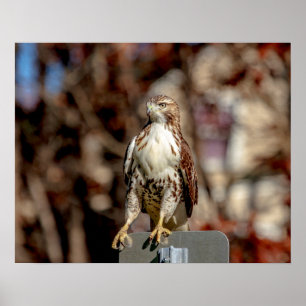 Immature Red Tail Hawk Poster