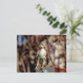 Immature Red Tail Hawk Postkarte (Stehend Vorderseite)