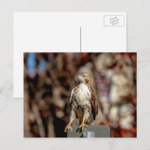 Immature Red Tail Hawk Postkarte (Vorne/Hinten)