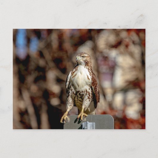 Immature Red Tail Hawk Postkarte (Vorderseite)