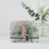 Immature Red Tail Hawk Postkarte (Stehend Vorderseite)