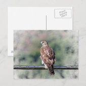Immature Red Tail Hawk Postkarte (Vorne/Hinten)