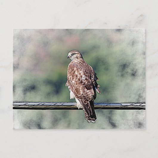 Immature Red Tail Hawk Postkarte (Vorderseite)