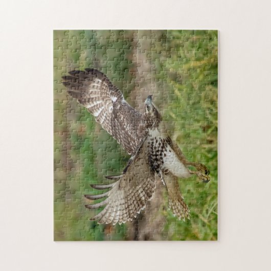 Immature Red Tail Hawk Puzzle (Vertikal)