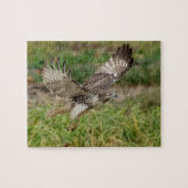 Immature Red Tail Hawk Puzzle (Horizontal)