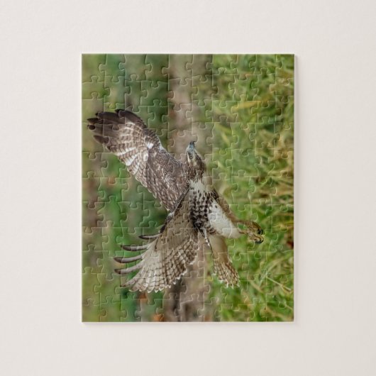 Immature Red Tail Hawk Puzzle (Vertikal)