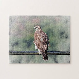Immature Red Tail Hawk Puzzle