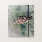 Immature Red Tail Hawk Puzzle (Vertikal)