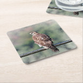 Immature Red Tail Hawk Rechteckiger Pappuntersetzer (angewinkelt)