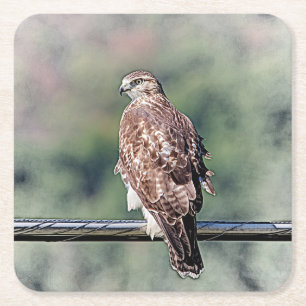Immature Red Tail Hawk Rechteckiger Pappuntersetzer