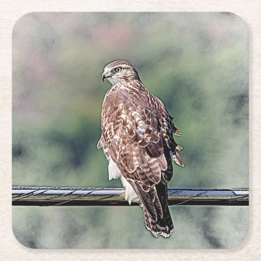 Immature Red Tail Hawk Rechteckiger Pappuntersetzer (Vorderseite)