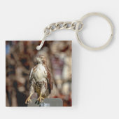 Immature Red Tail Hawk Schlüsselanhänger (Rückseite)