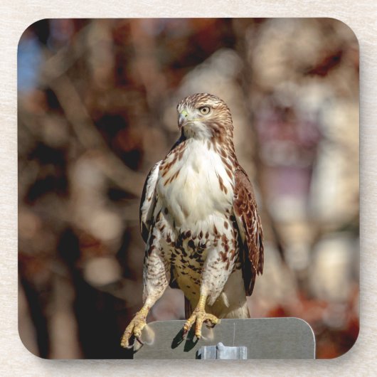 Immature Red Tail Hawk Untersetzer (Vorderseite)