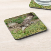 Immature Red Tail Hawk Untersetzer (Linke Seite)