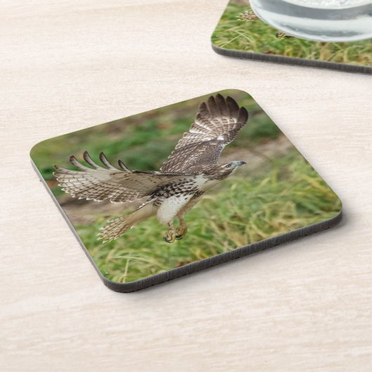 Immature Red Tail Hawk Untersetzer (Linke Seite)