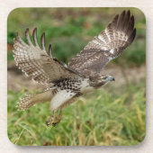 Immature Red Tail Hawk Untersetzer (Vorderseite)