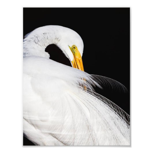 Immer Egrets Fotodruck (Vorne)