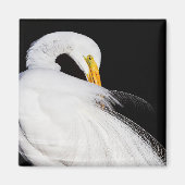 Immer Egrets Magnet (Vorne)