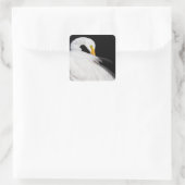 Immer Egrets Quadratischer Aufkleber (Tasche)