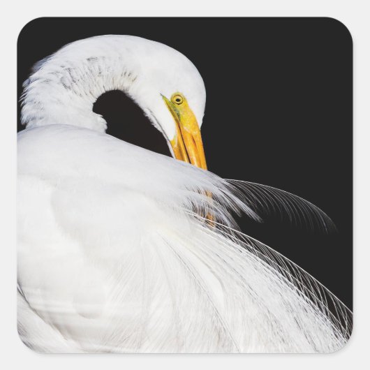 Immer Egrets Quadratischer Aufkleber (Vorderseite)