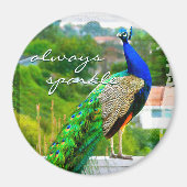 Immer schönes blaugrünes Pfauengeflecht-Foto glänz Magnet (Vorne)