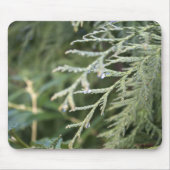 immergrün, cypress-Blätter Mousepad (Vorne)