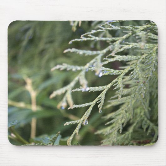 immergrün, cypress-Blätter Mousepad (Vorne)