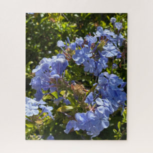 Immergrün-Kappe Plumbago, Oakland Puzzle