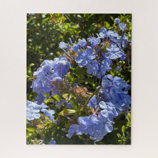 Immergrün-Kappe Plumbago, Oakland Puzzle (Vertikal)