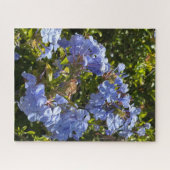 Immergrün-Kappe Plumbago, Oakland Puzzle (Horizontal)