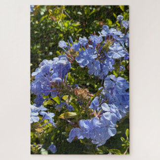 Immergrün-Kappe Plumbago, Oakland Puzzle