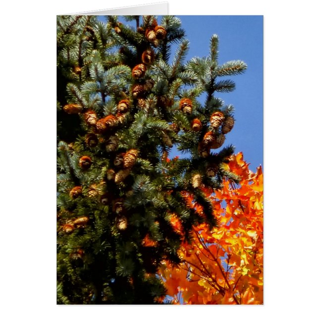 Immergrün mit Pinecones (Vorne)