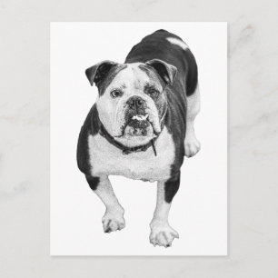 Immergrüne Ansicht, Bulldogge Post Postkarte
