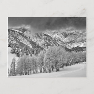 Immergrüne und Espenbäume in einem Schneesturm Postkarte