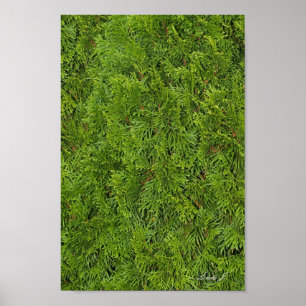 Immergrüner Baum Hintergrund Leinwand oder Poster