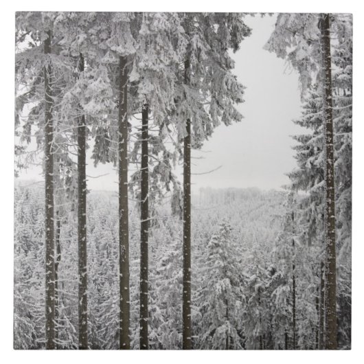 Immergrüner Wald im Winter Fliese (Vorderseite)