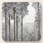 Immergrüner Wald im Winter Untersetzer (Vorderseite)