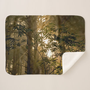 Immergrüner Wald Oregon-Küste Sherpadecke
