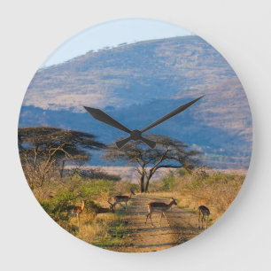 Impala (Aepyceros Melampus), Hluhluwe-Umfolozi Große Wanduhr