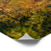 Impala (Aepyceros Melampus), Hluhluwe-Umfolozi Poster (Ecke)